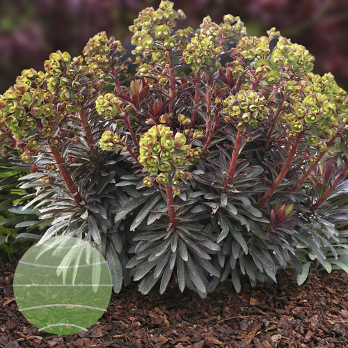Walter Blom Plants Euphorbia Blackbird
