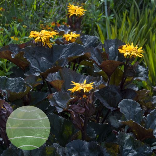 Walter Blom Plants Ligularia-Britt-Marie-Crawford