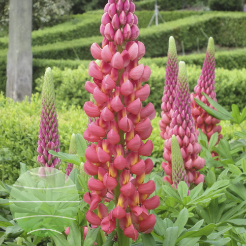 Walter Blom Plants Lupin West Country Towering Inferno