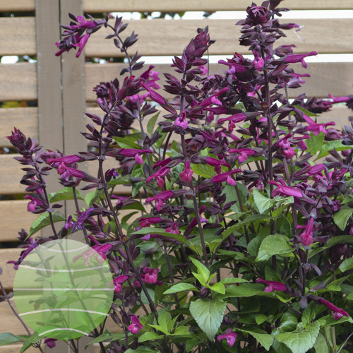Walter Blom Plants Salvia Love and Wishes